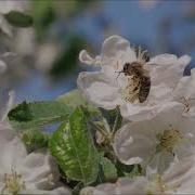 Только Ты Мой Господь