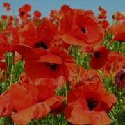 Селиверстова Красные Маки