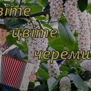 Цвіте Цвіте Черемшина