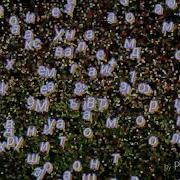 Шодварз Мирзоев 2018