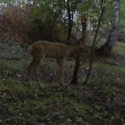 Косуля Звук Ее