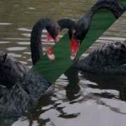 Шансон Пара Черных Лебедей