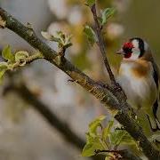 Шеглы Звук Для Обучения