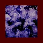 Медуза Speed Up