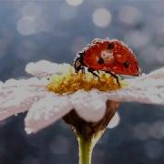 Солнечное Утро