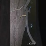 Ай Фил Лов Тюнай