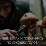 Гимн Грибника