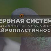 Саблиминал Russia