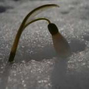 Песня Подснежник