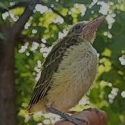 Номи Парандахо Бо Харфи А