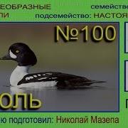 Голос Утка Гоголь