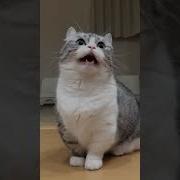 Бананчики Мем 1 Час