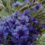 Ой Волошки Волошки