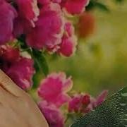 Ак Конилдин Ак Арманы