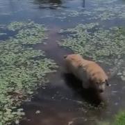 Собака Выходит Из Болота