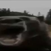 Мем С Медведем Который Кричит