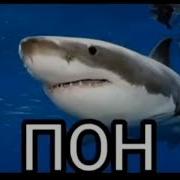 Пон Мем Акула