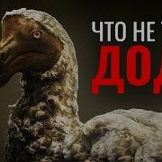 Дронт