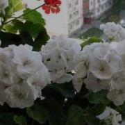 Сары Чачакляр