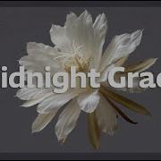 Midnight Grace