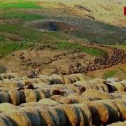 Qolama Ezdiki