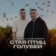 Стая Птиц Голубей