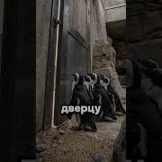 Ковальски Варианты