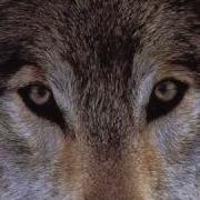 Волчья Страсть