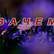 Зачем Русский Шансон 2026 Клипы Свои