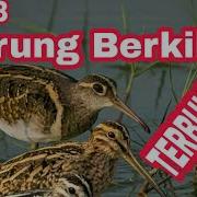 Suara Burung Burcet Sawah
