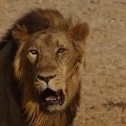 Арыстанның Дауысы