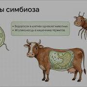 Биология 5 Класс 19 Праграф