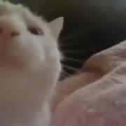 Эй Богдан 1 Час