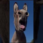 Donkey Noise Sound Effect