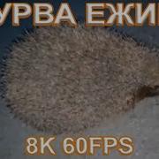 Курва Вищого Гатунка