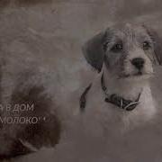Виктор Назаров Про Собак