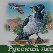 Соколов Микитов Русский Лес
