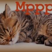 Мурчание Кота 10 Часов