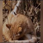 Шерстяные Яйца