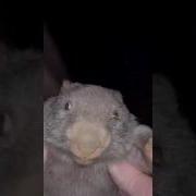 Бобер Курва