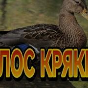 Голос Утки Для Охоты