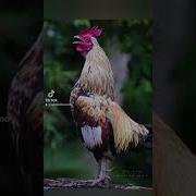 Прикол Голоса Петуха