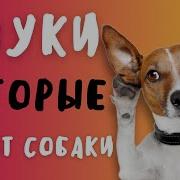 По Собачьи Я Тебя Люблю
