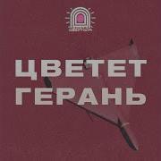 Цветет Герань