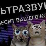 Звуки Которые Бесят Кошек