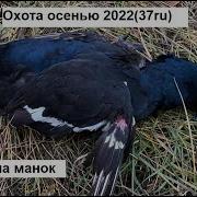 Тетерев Манок