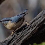 Голос Поползня