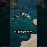 Грация Кошки Ловкость Картошки