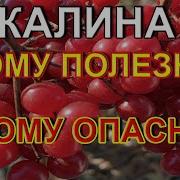 У Калины Будут Ягоды Сладки