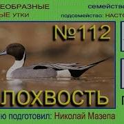 Шилохвость Голос